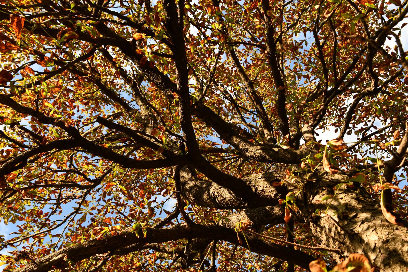 Nikon D7500 sample photo. Chestnut, horse chestnut, autumn photography