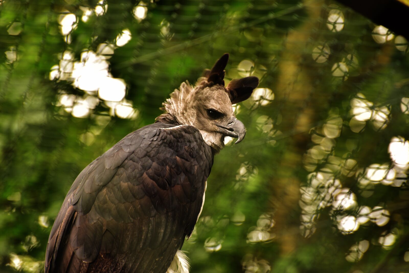 Nikon D750 sample photo. Harpy, harpia harpyja, raptor photography