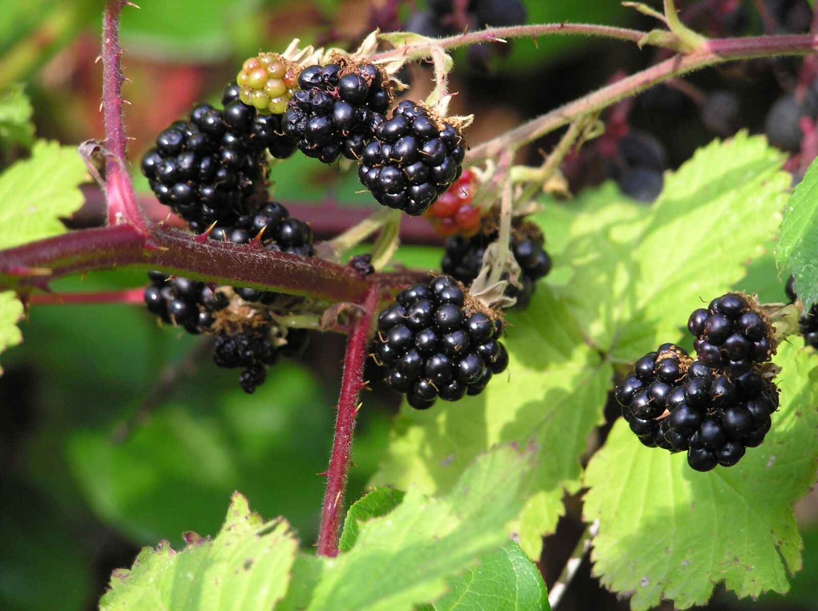 Olympus C750UZ sample photo. Blackberries, wild berries, wild photography