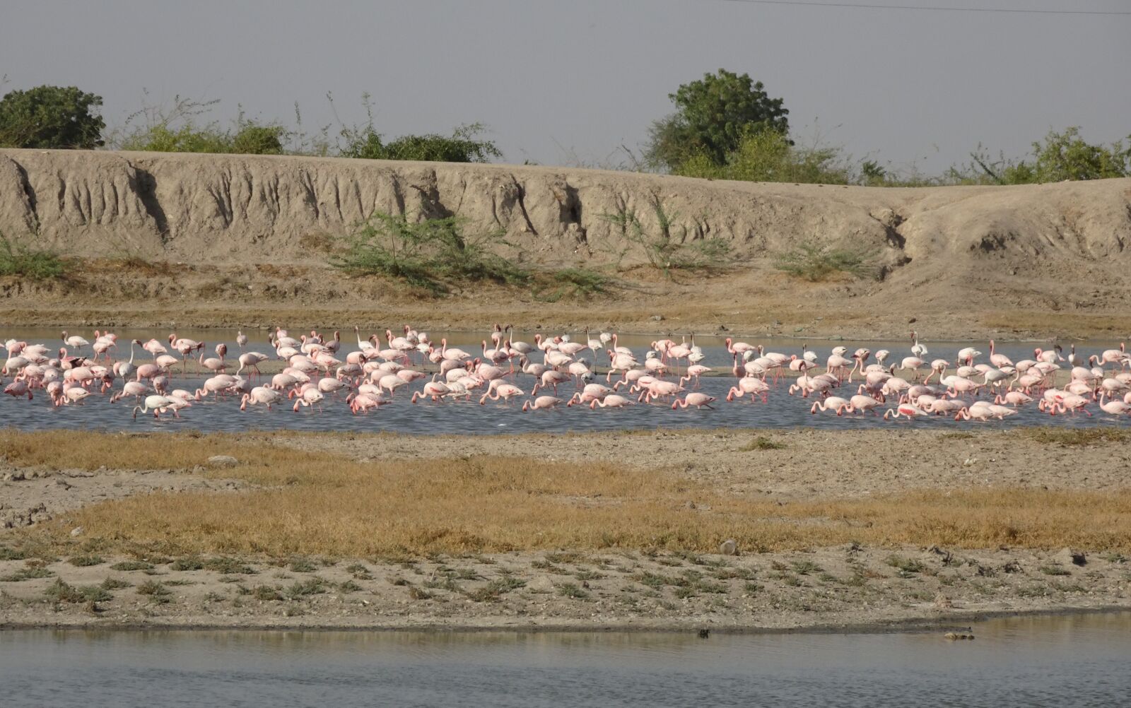 Sony Cyber-shot DSC-HX90V sample photo. Bird, lesser flamingo, phoeniconaias photography