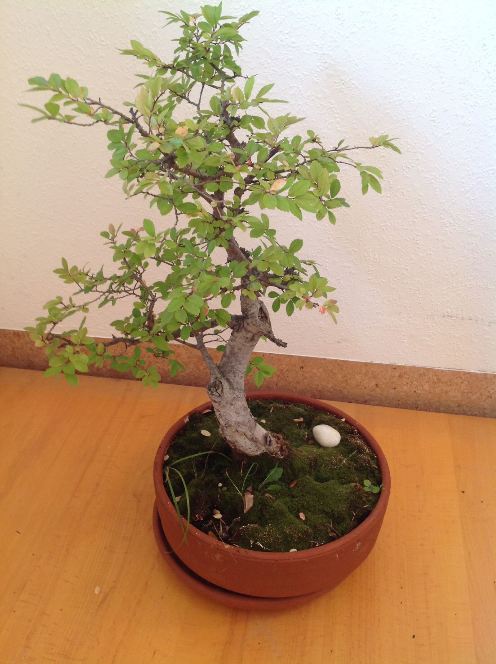 Apple iPad sample photo. Bonsai, tree, potted plant photography