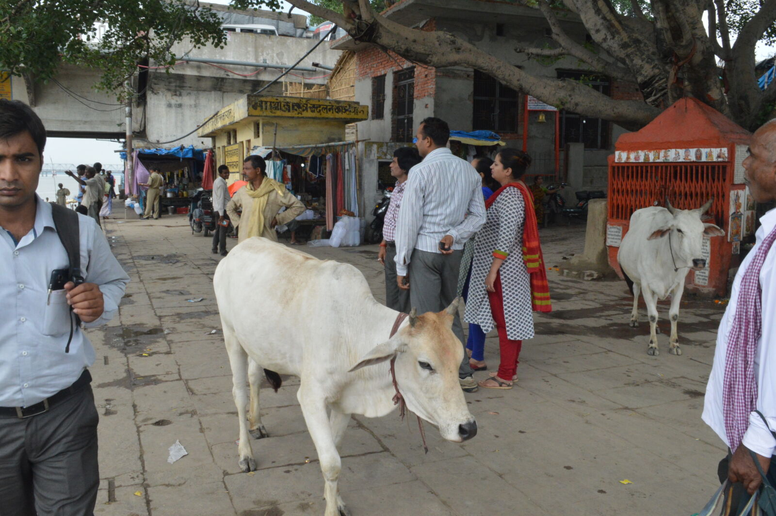 Nikon D3200 sample photo. Cow, holy, cow, road photography
