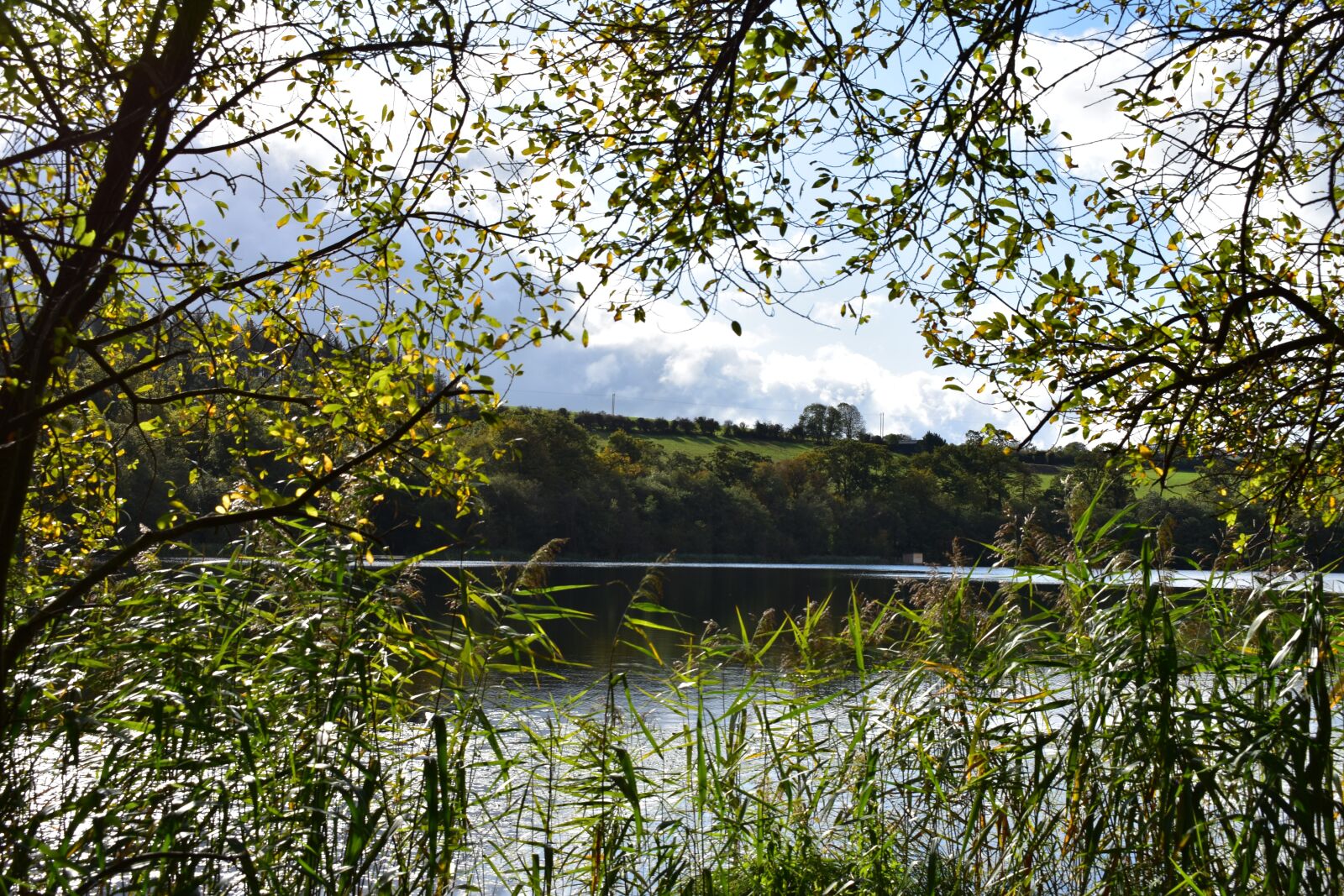 Nikon D3400 sample photo. Natur, nature, ireland photography