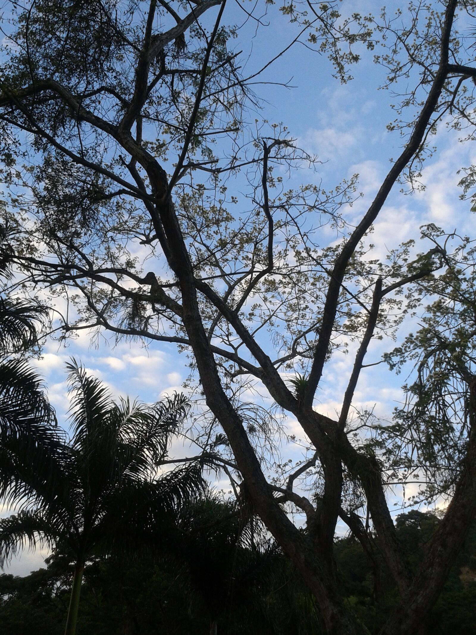 Samsung Galaxy Ace sample photo. Tree, sky, nature photography
