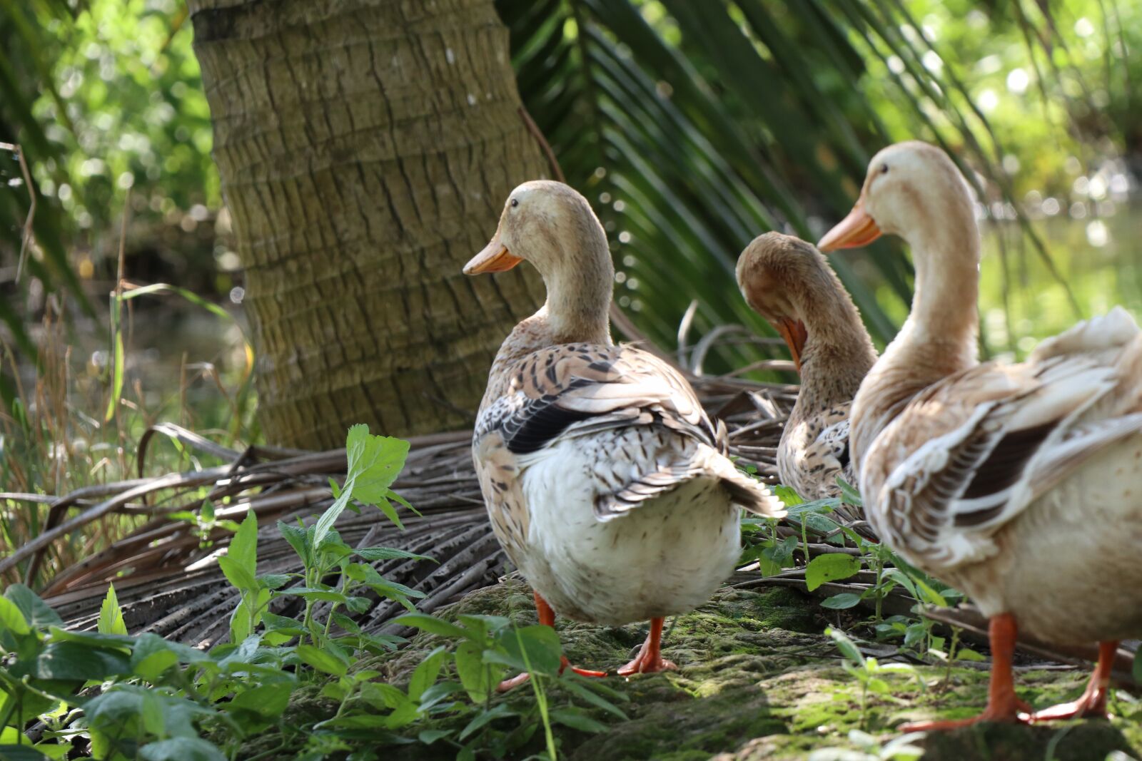 Canon EOS M6 sample photo. Three ducks look forward photography
