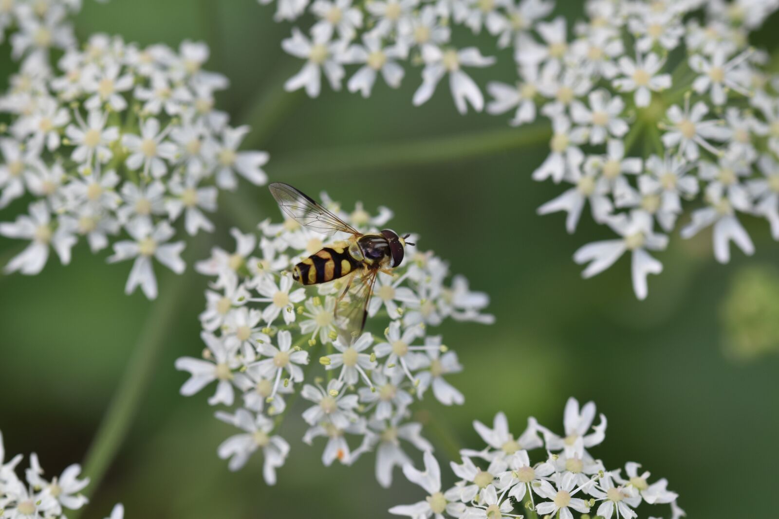 Nikon D5600 sample photo. Pollination, hoverfly, wild carrot photography