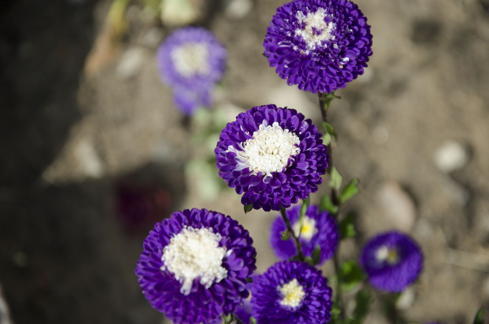 Nikon D7000 sample photo. Aster, astra, purple flower photography