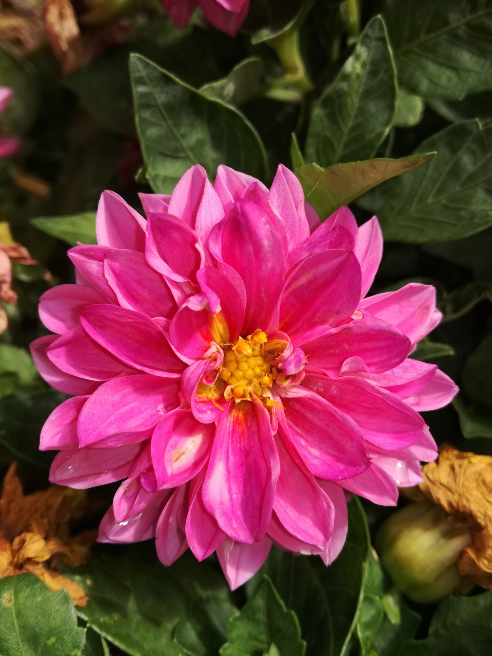 HUAWEI P9 LITE sample photo. Flower, garden, m photography