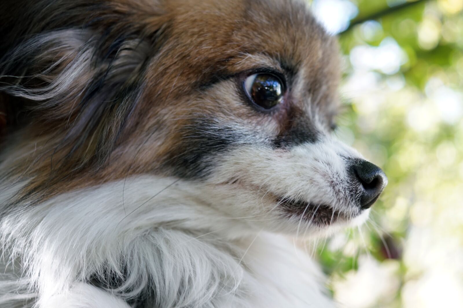 Sony DT 30mm F2.8 Macro SAM sample photo. Dog, papillon, canine photography