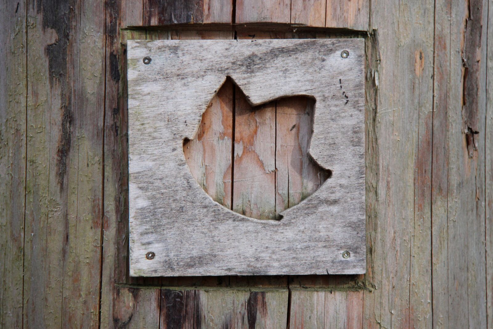 Canon EOS 500D (EOS Rebel T1i / EOS Kiss X3) sample photo. Wood, leaf, tree photography