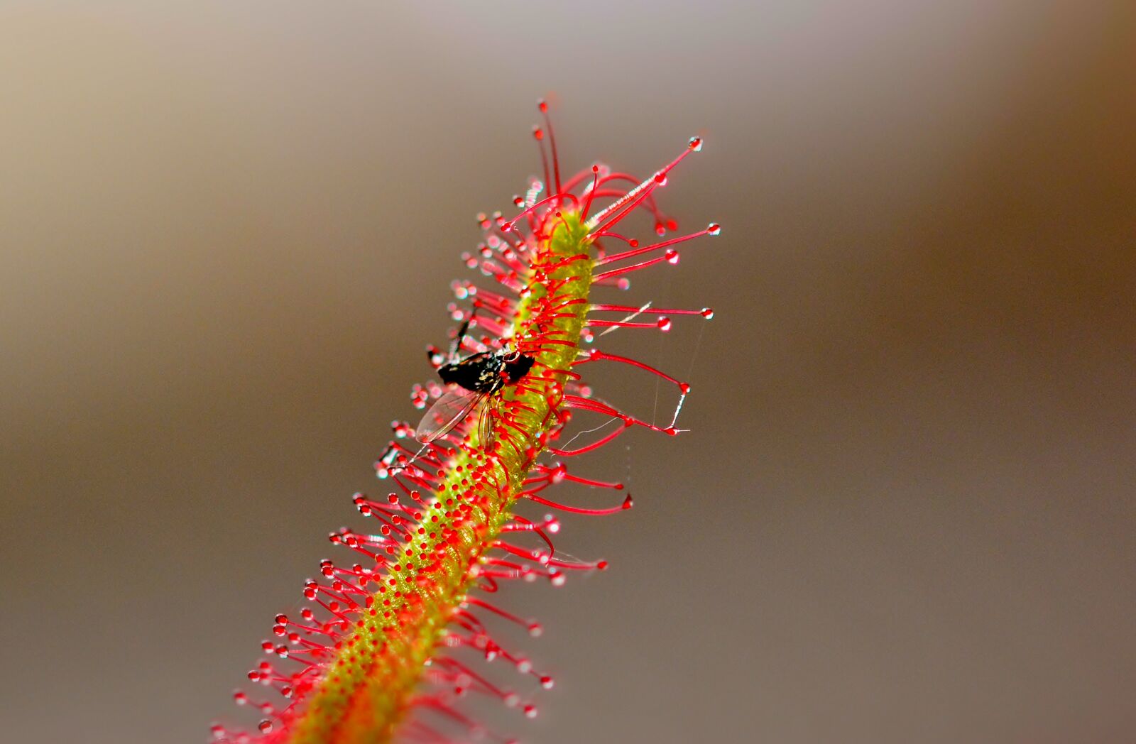 Nikon D5200 sample photo. Sundew, drosera, carnivorous photography