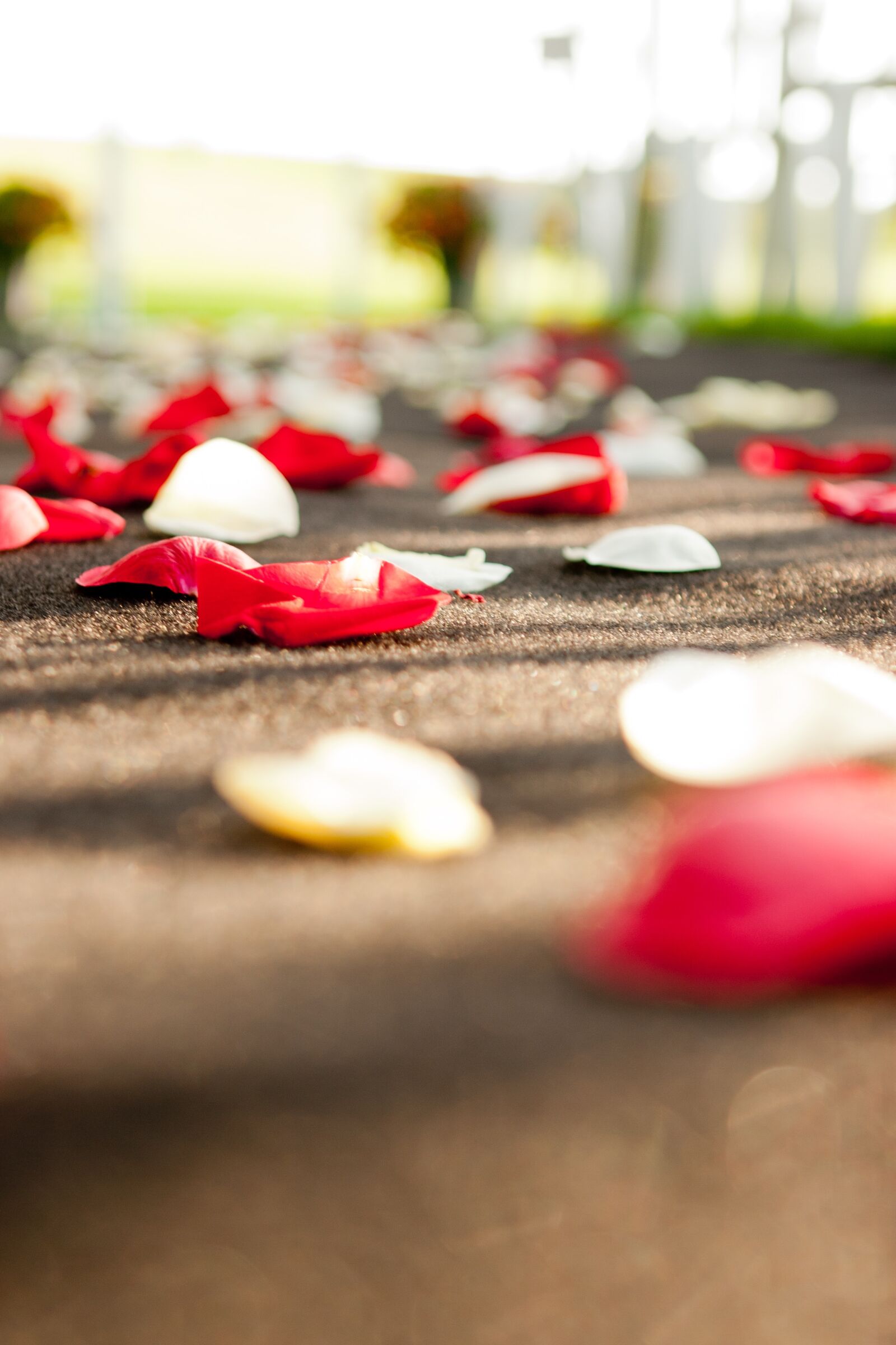Canon EOS 20D sample photo. Rose petals, red, white photography