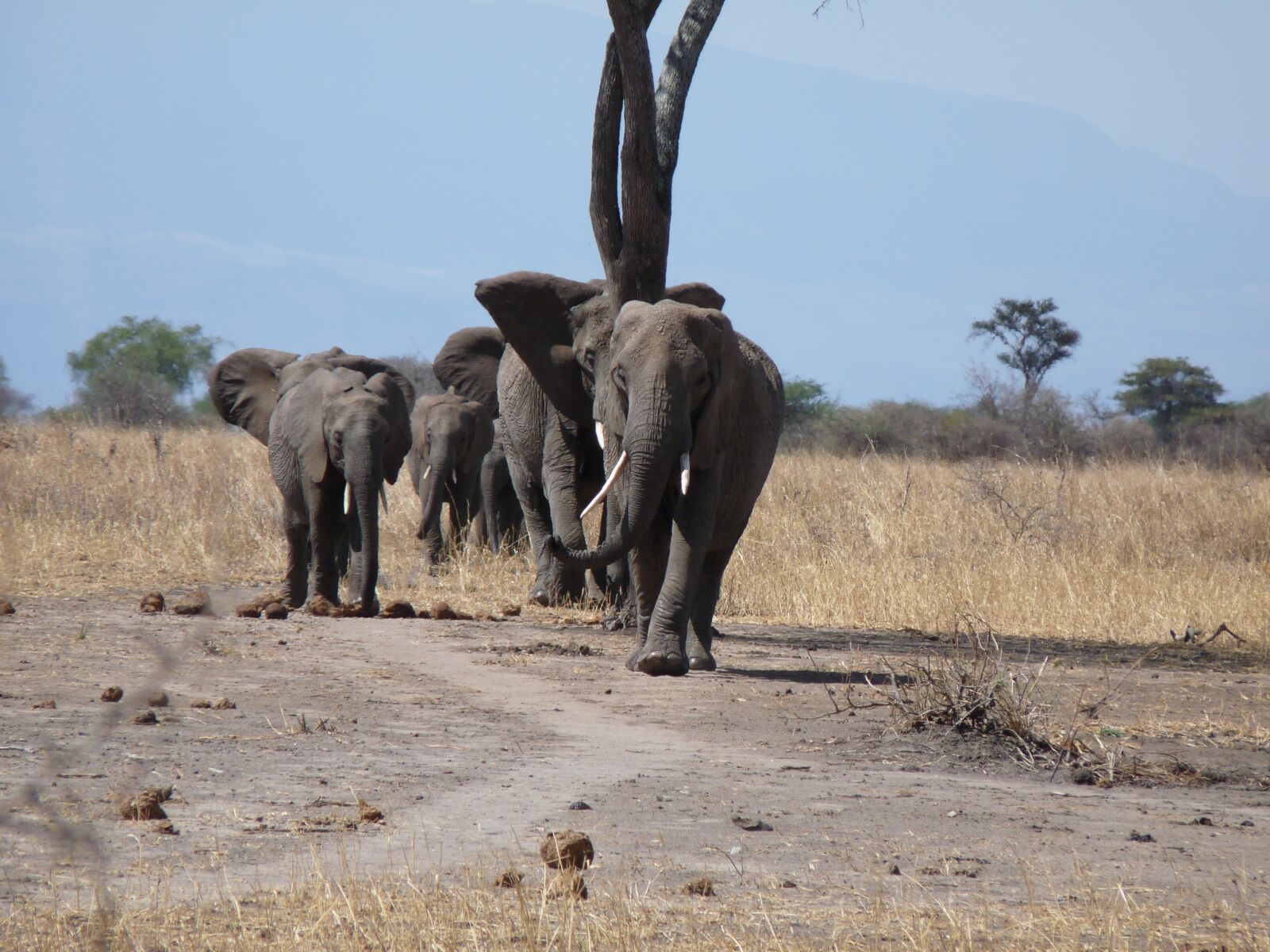 Panasonic Lumix DMC-FZ28 sample photo. Elephant, safari, tanzania photography