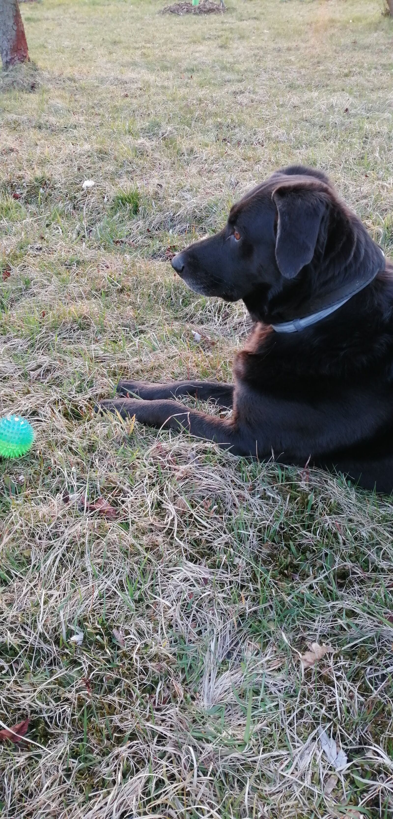 HUAWEI P SMART 2019 sample photo. My, dog, resting photography