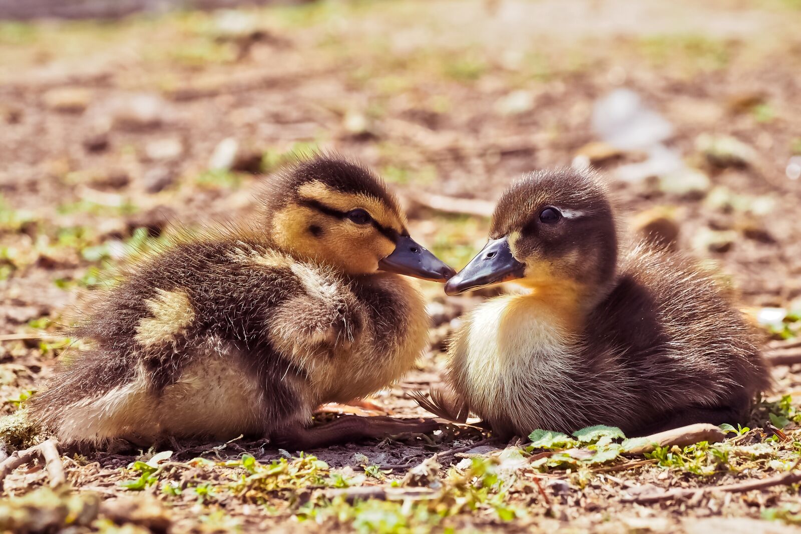 Olympus OM-D E-M10 sample photo. Animal, ducks, bird photography