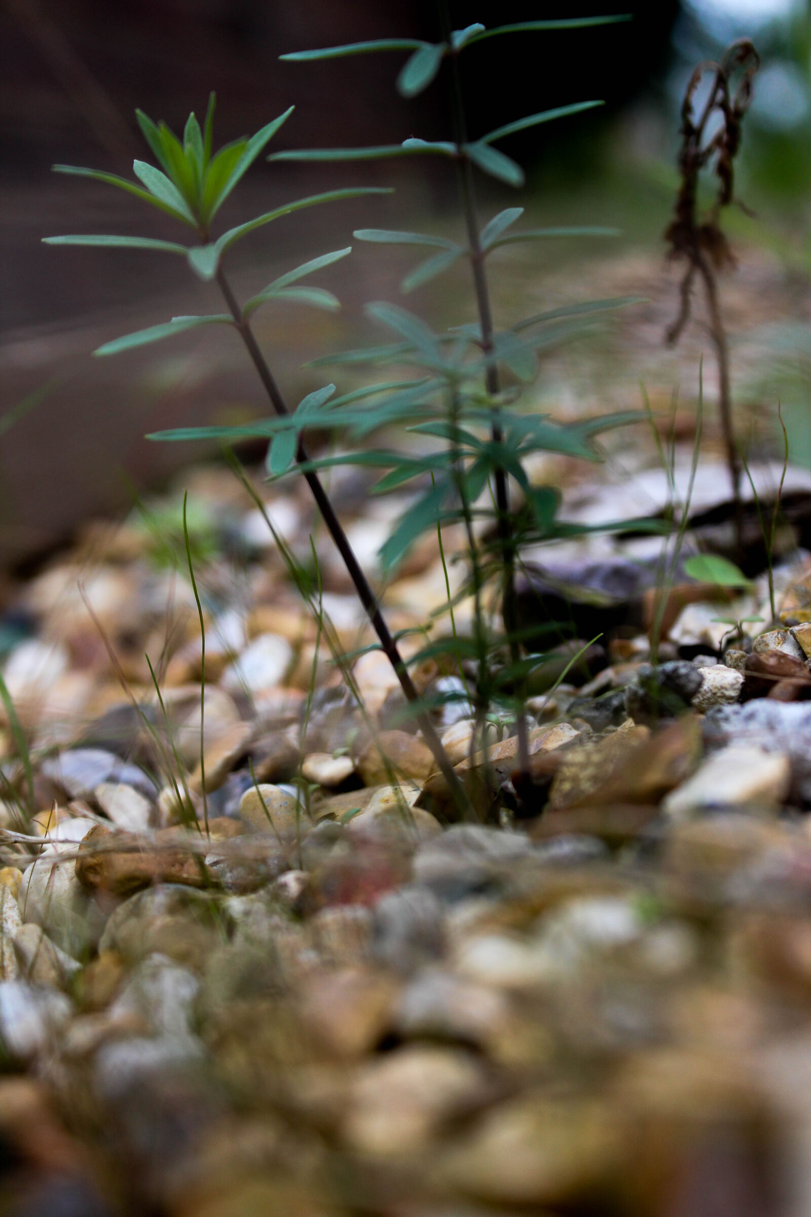 Canon EOS 1200D (EOS Rebel T5 / EOS Kiss X70 / EOS Hi) sample photo. Grass, green, plant photography