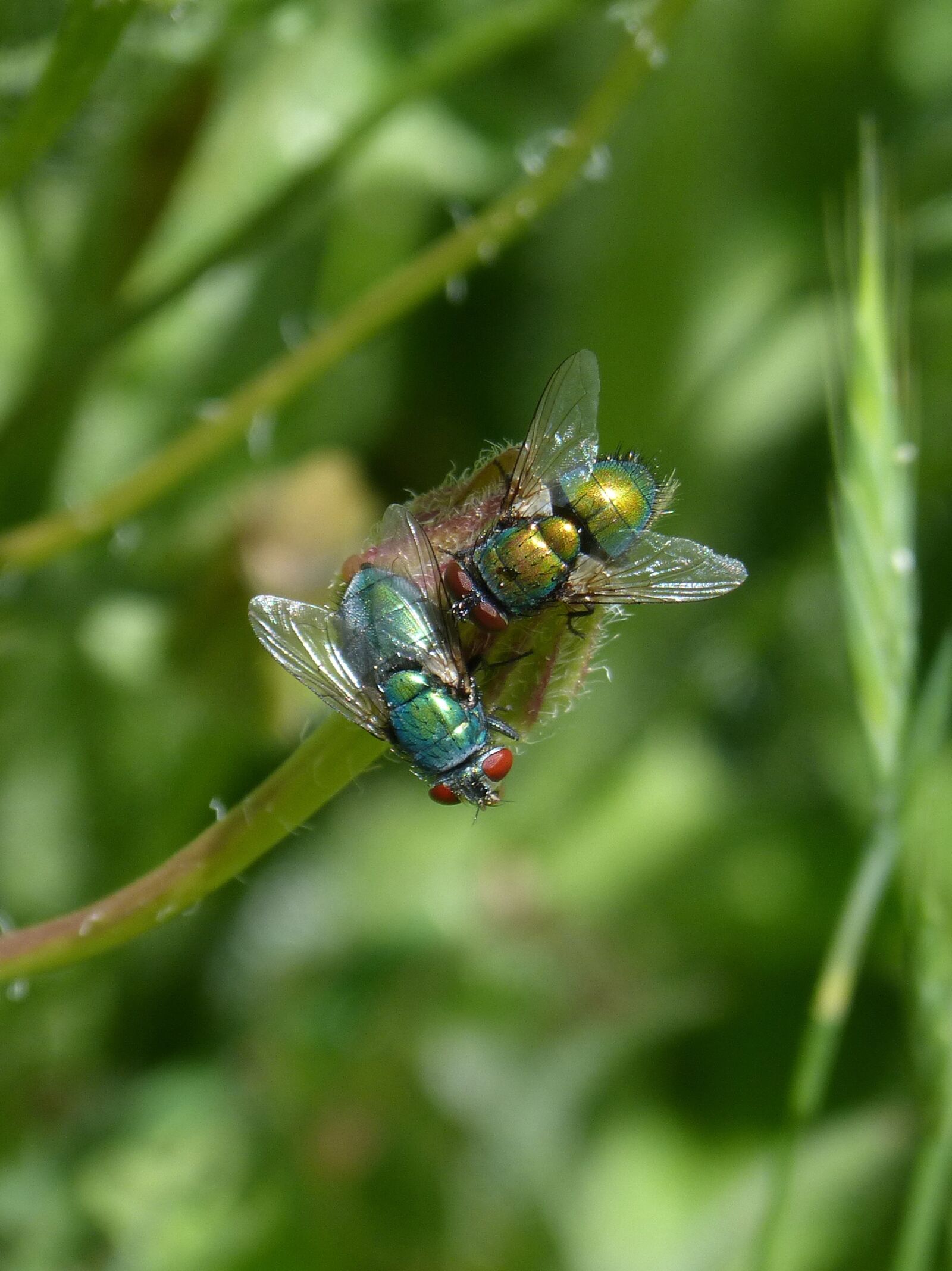 Panasonic DMC-FZ62 sample photo. Fly, greenfly, calliphora vicina photography