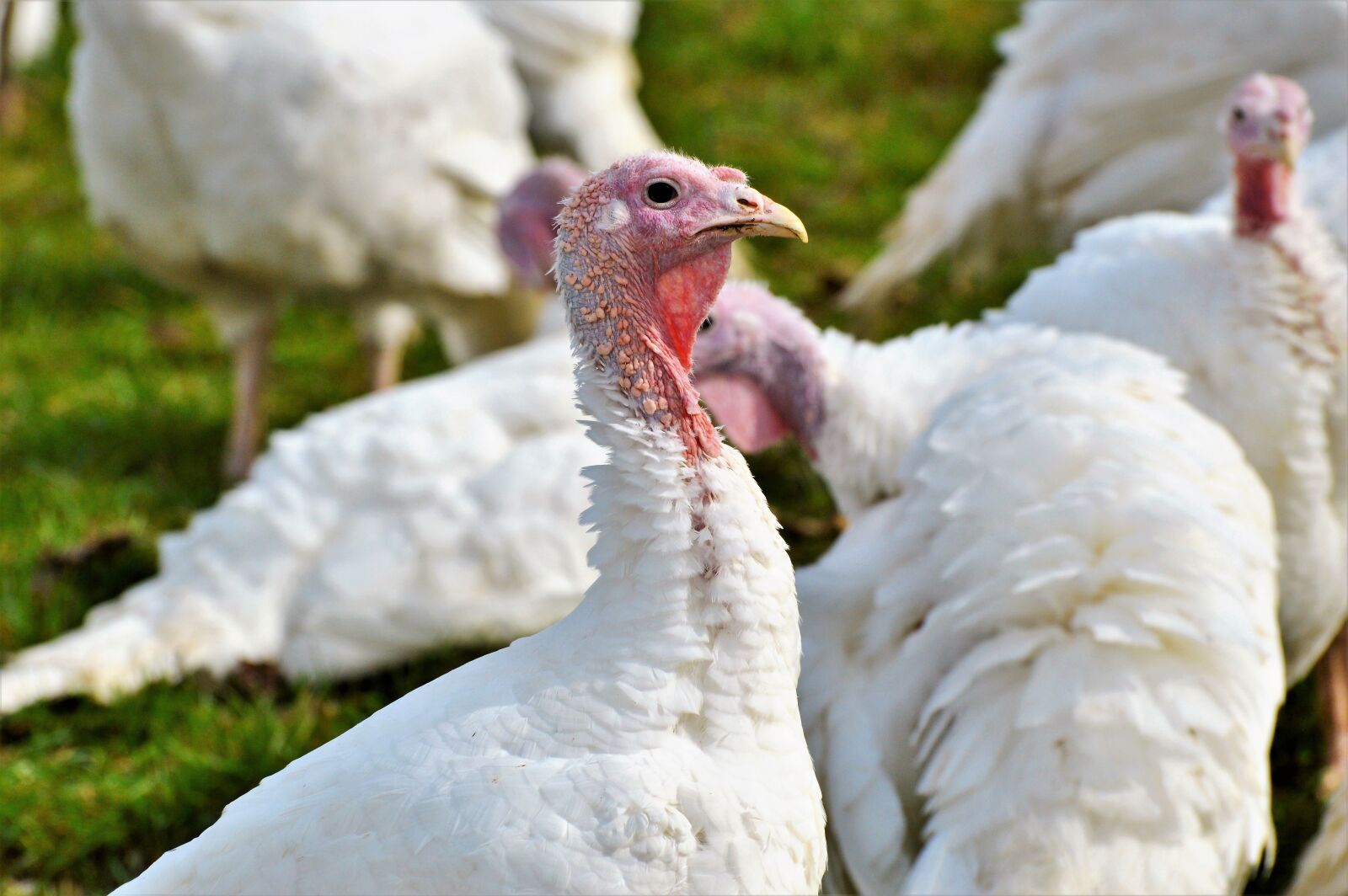 Nikon D3200 sample photo. Turkeys, birds, plumage photography