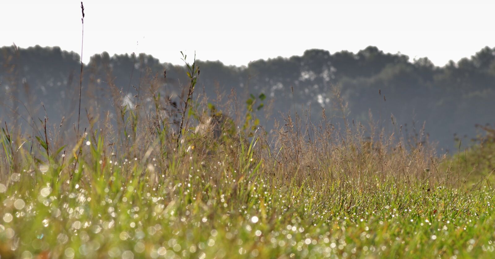 Pentax K-S2 sample photo. Grass, meadow, rosa photography