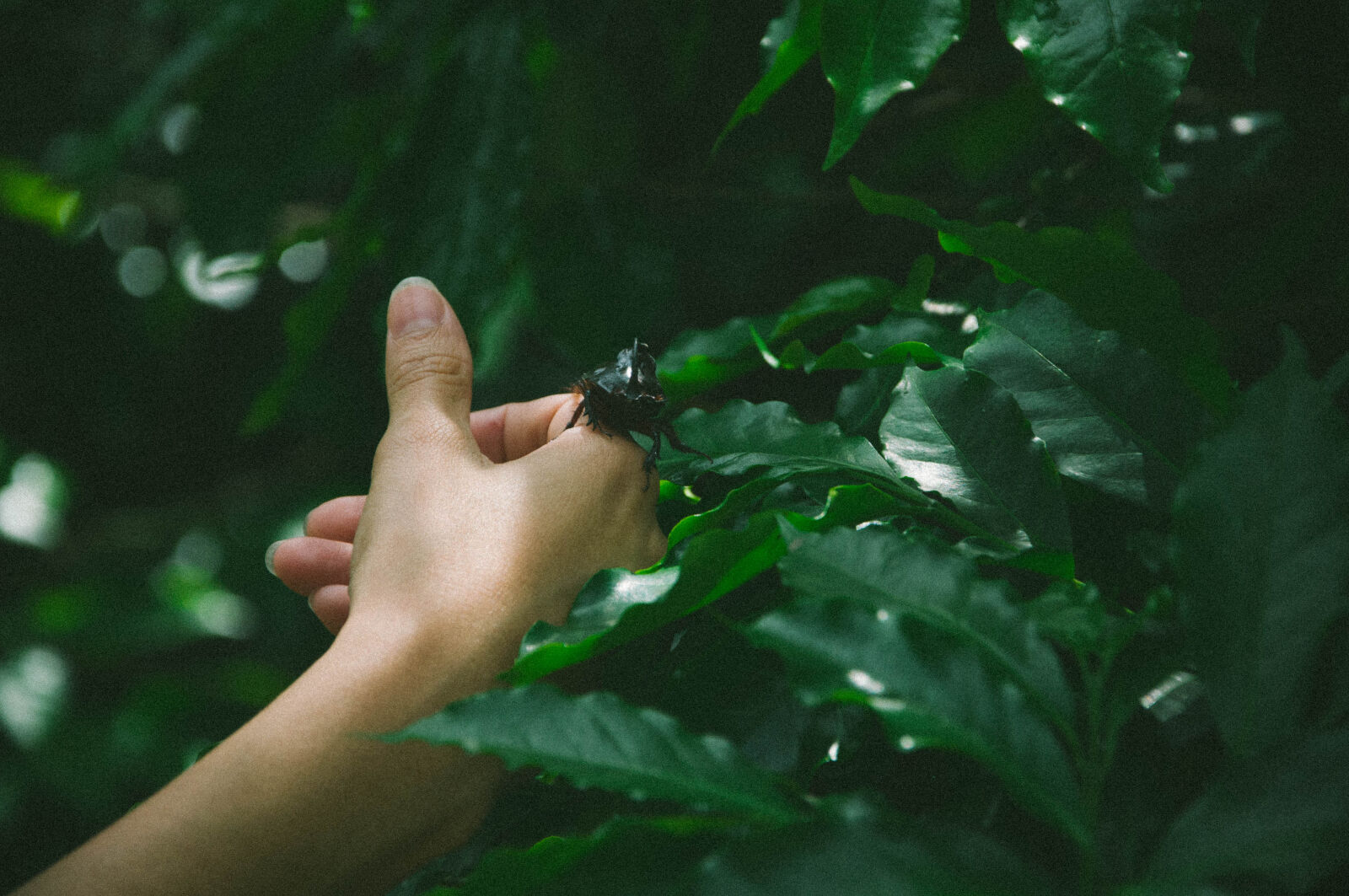Nikon D90 sample photo. Hand, insects, mothernature, natural photography