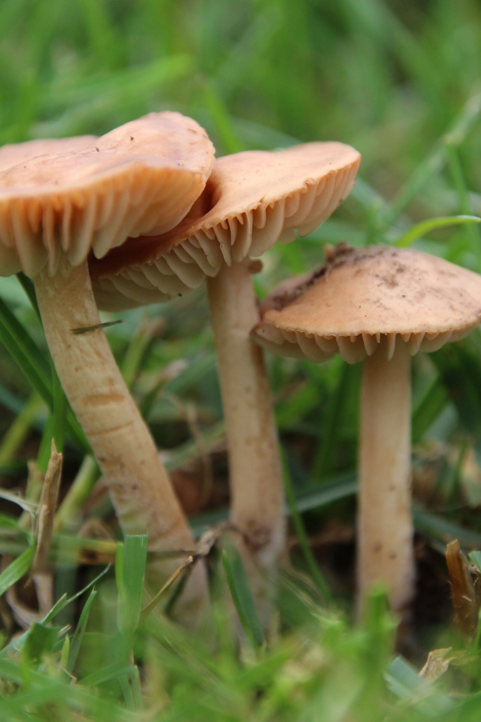 Canon EOS 1200D (EOS Rebel T5 / EOS Kiss X70 / EOS Hi) sample photo. Mushrooms, rush, lamellar photography
