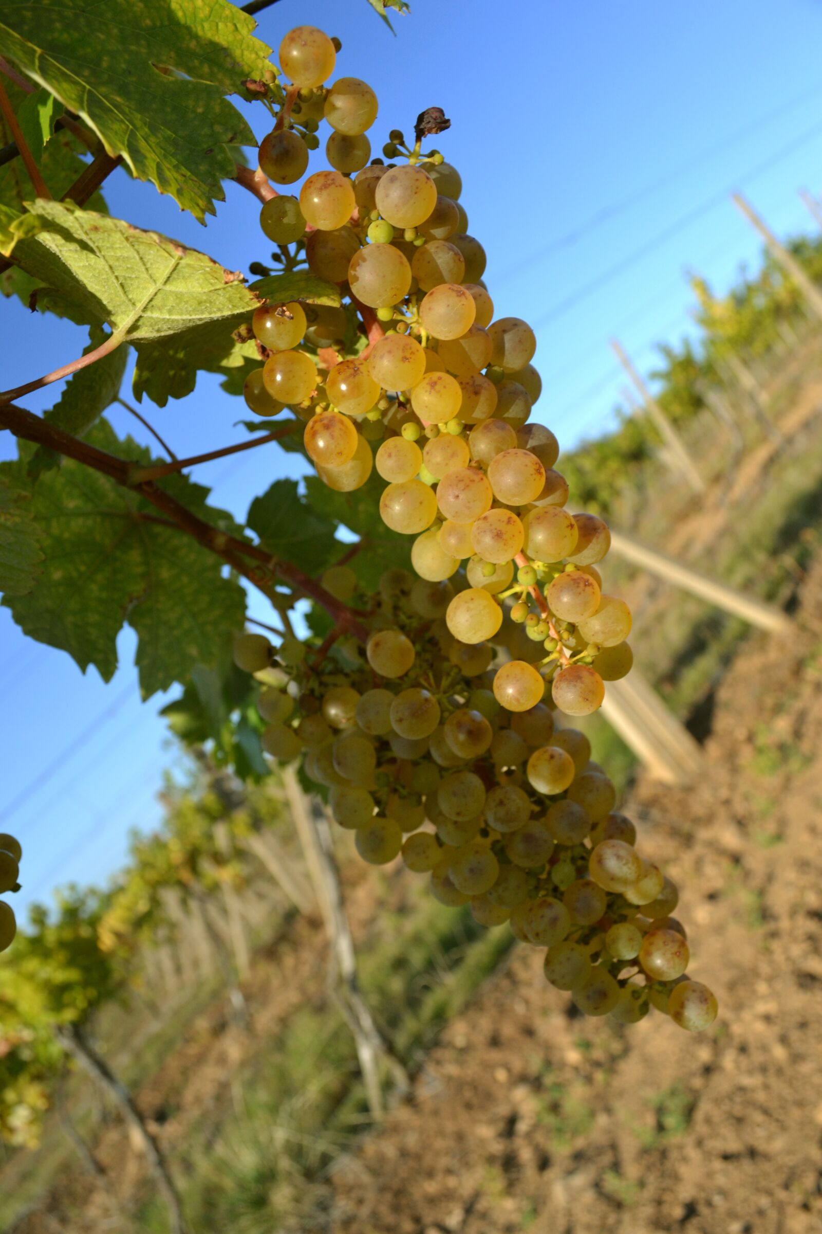Nikon D3100 sample photo. Wine, grapevine, sky photography