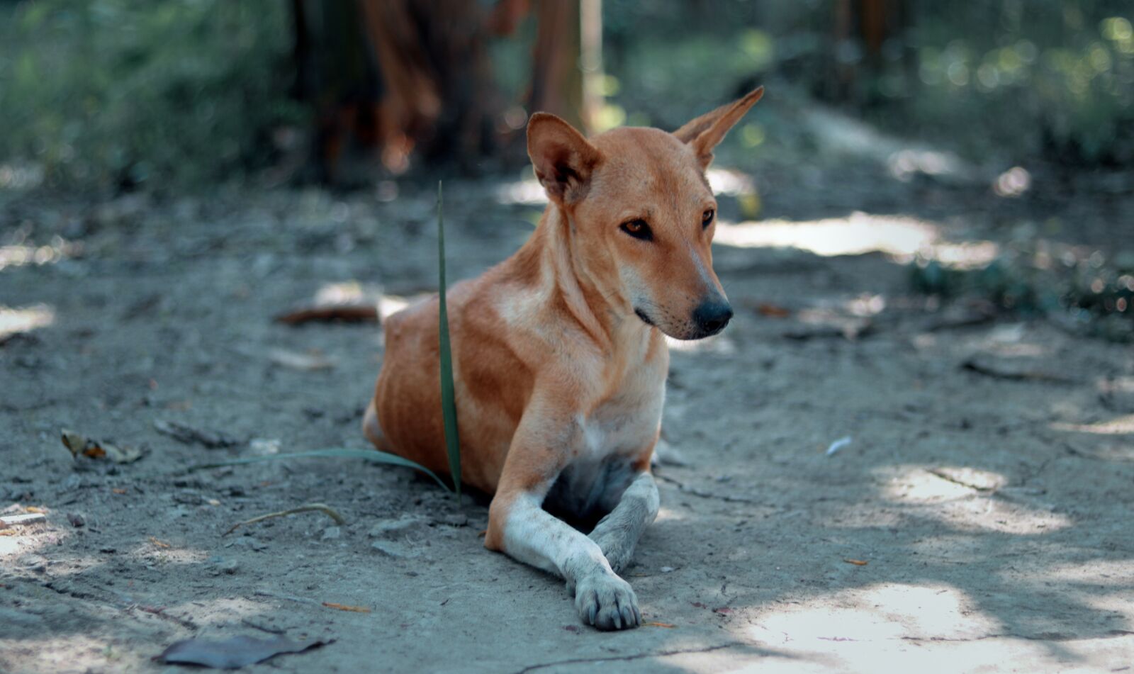 Canon EOS 750D (EOS Rebel T6i / EOS Kiss X8i) sample photo. Dog, emotional, upset photography