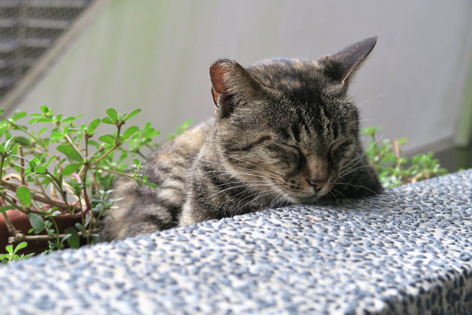 Canon PowerShot G7 X sample photo. Cute, animal, domestic photography