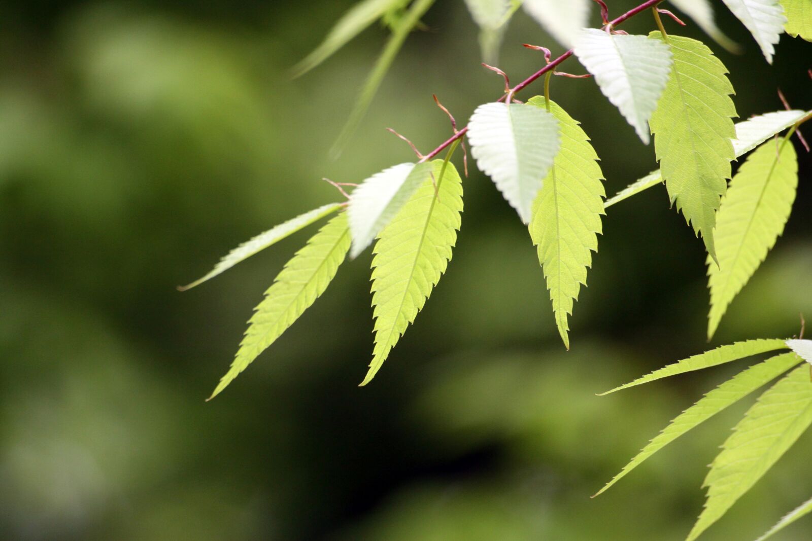 Canon EOS 50D sample photo. Leaf, twig, the leaves photography