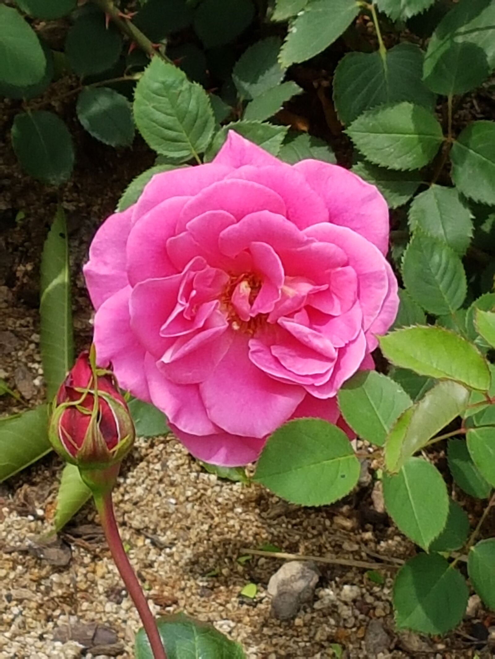Samsung Galaxy S7 sample photo. Pink flowers, rose flowers photography