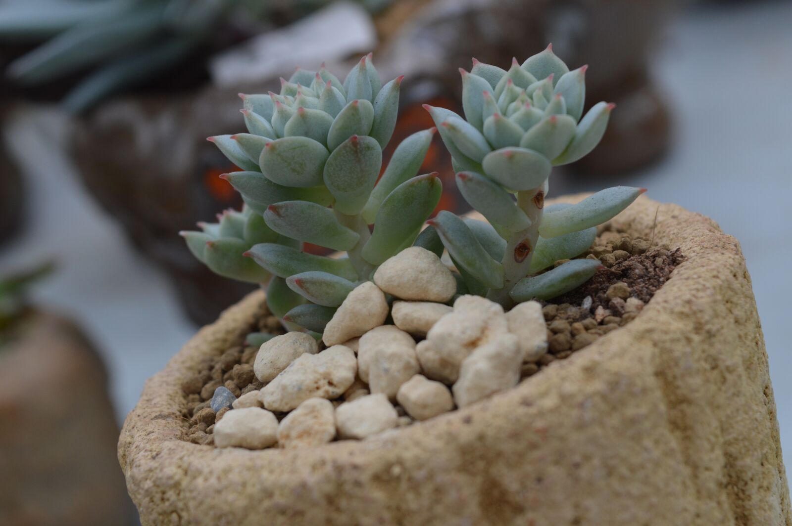 Nikon D3200 sample photo. Succulent plants, platter, potted photography