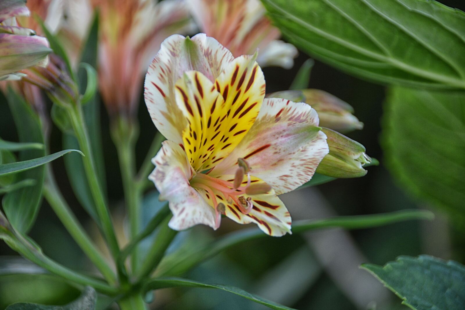 Nikon D5200 sample photo. Flower, japanese lily, flora photography