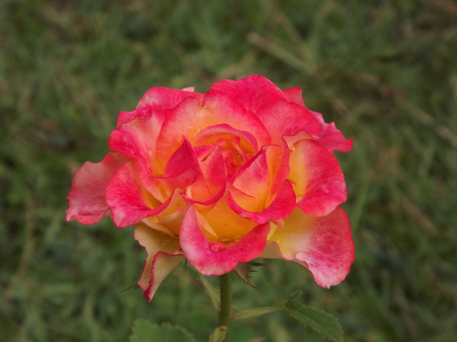 Fujifilm FinePix S3300 sample photo. Rosa, flower, nature photography