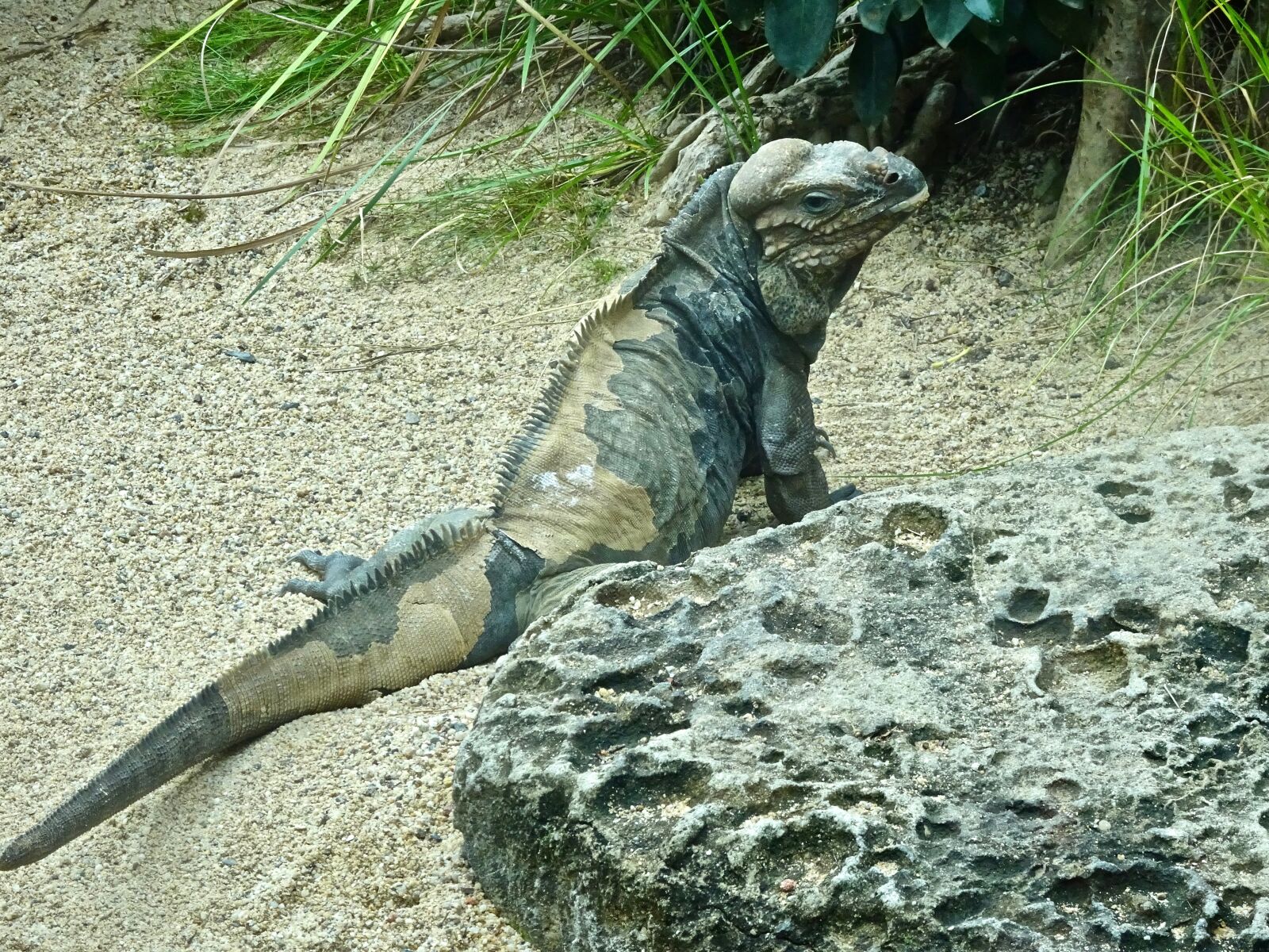 Sony Cyber-shot DSC-HX90V sample photo. Iguana, lizard, reptile photography