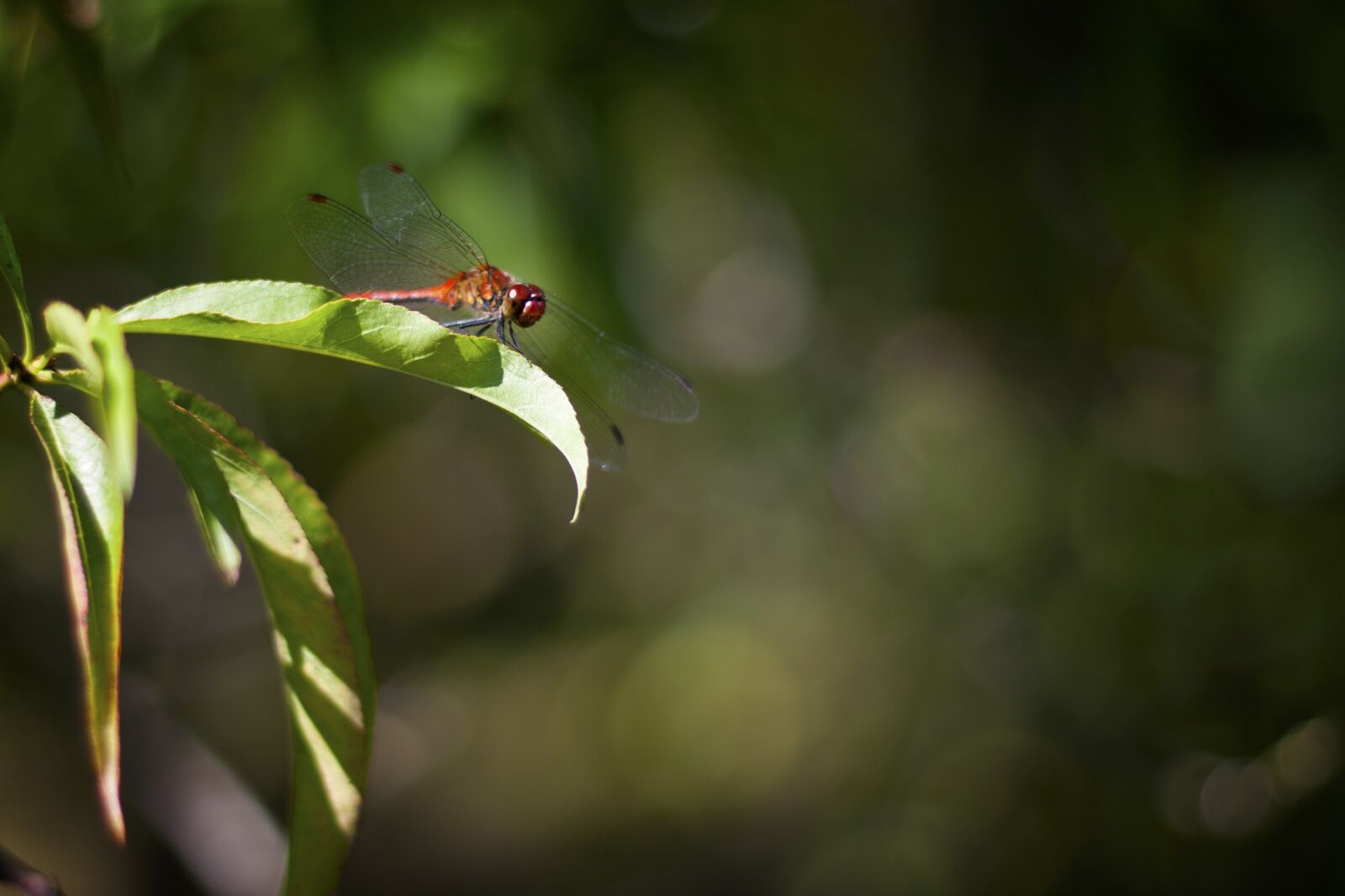 Canon EOS 400D (EOS Digital Rebel XTi / EOS Kiss Digital X) sample photo. Dragonfly, red, insect photography