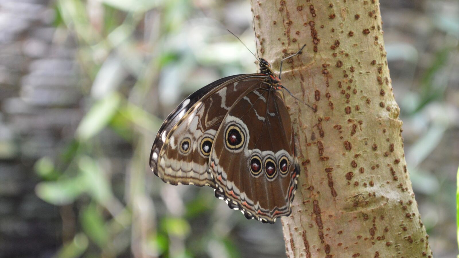 Nikon D3200 sample photo. Butterfly, nature, animals photography