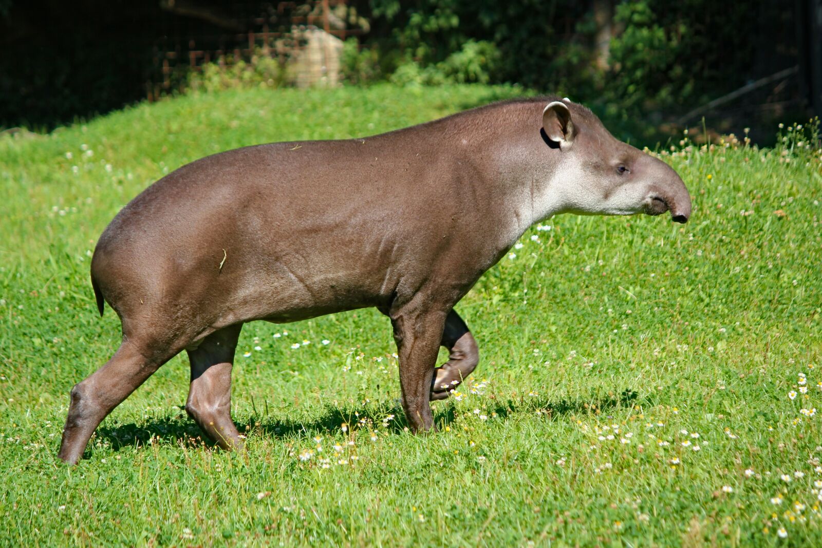 Canon EOS 550D (EOS Rebel T2i / EOS Kiss X4) sample photo. Tapir, the south american photography
