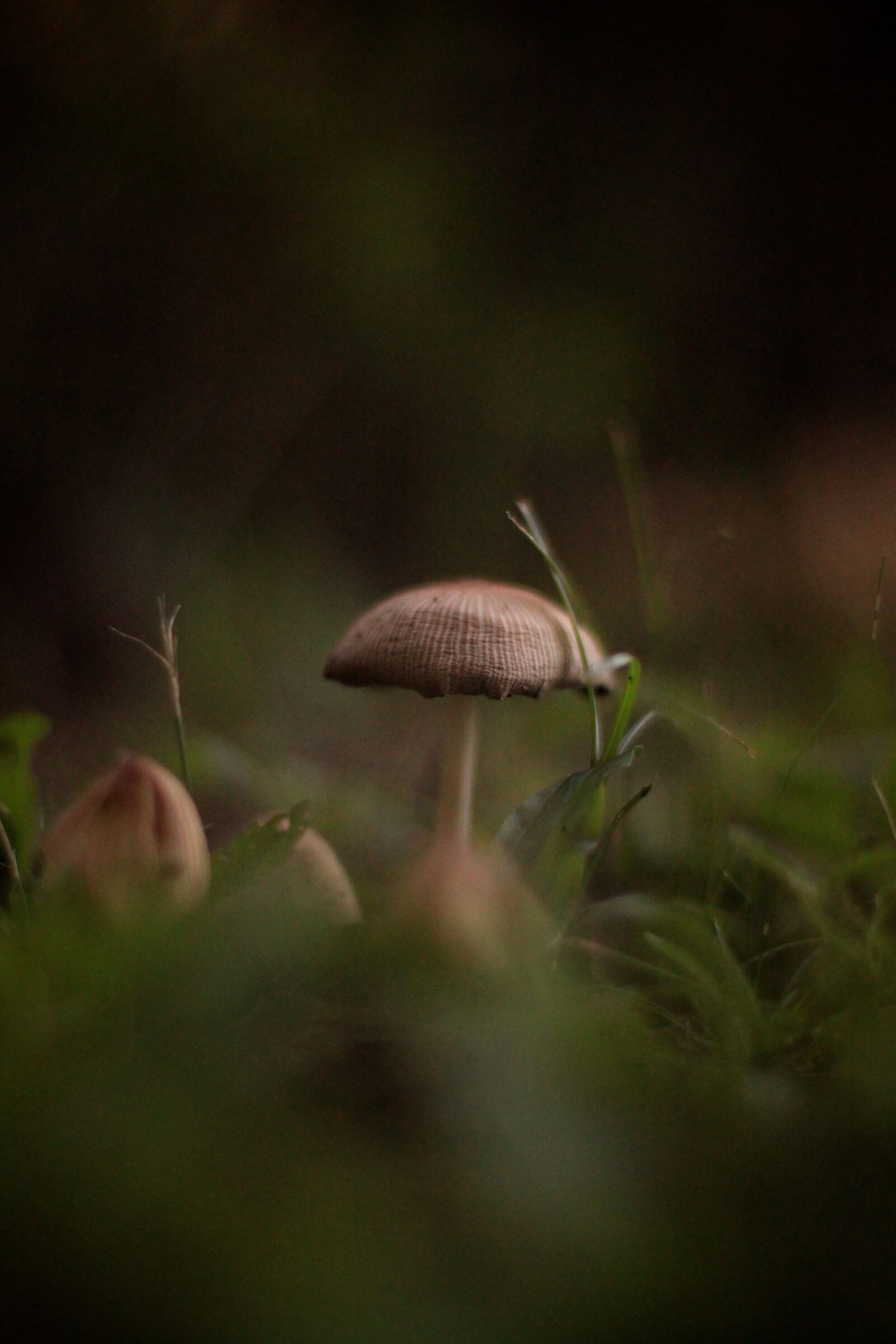 Canon EOS 500D (EOS Rebel T1i / EOS Kiss X3) sample photo. Fungus, fungi, mushrooms photography