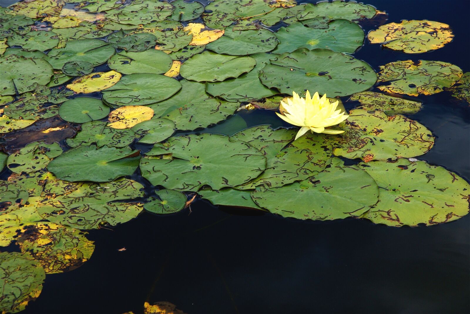Nikon D200 sample photo. Water lily, plant, aquatic photography