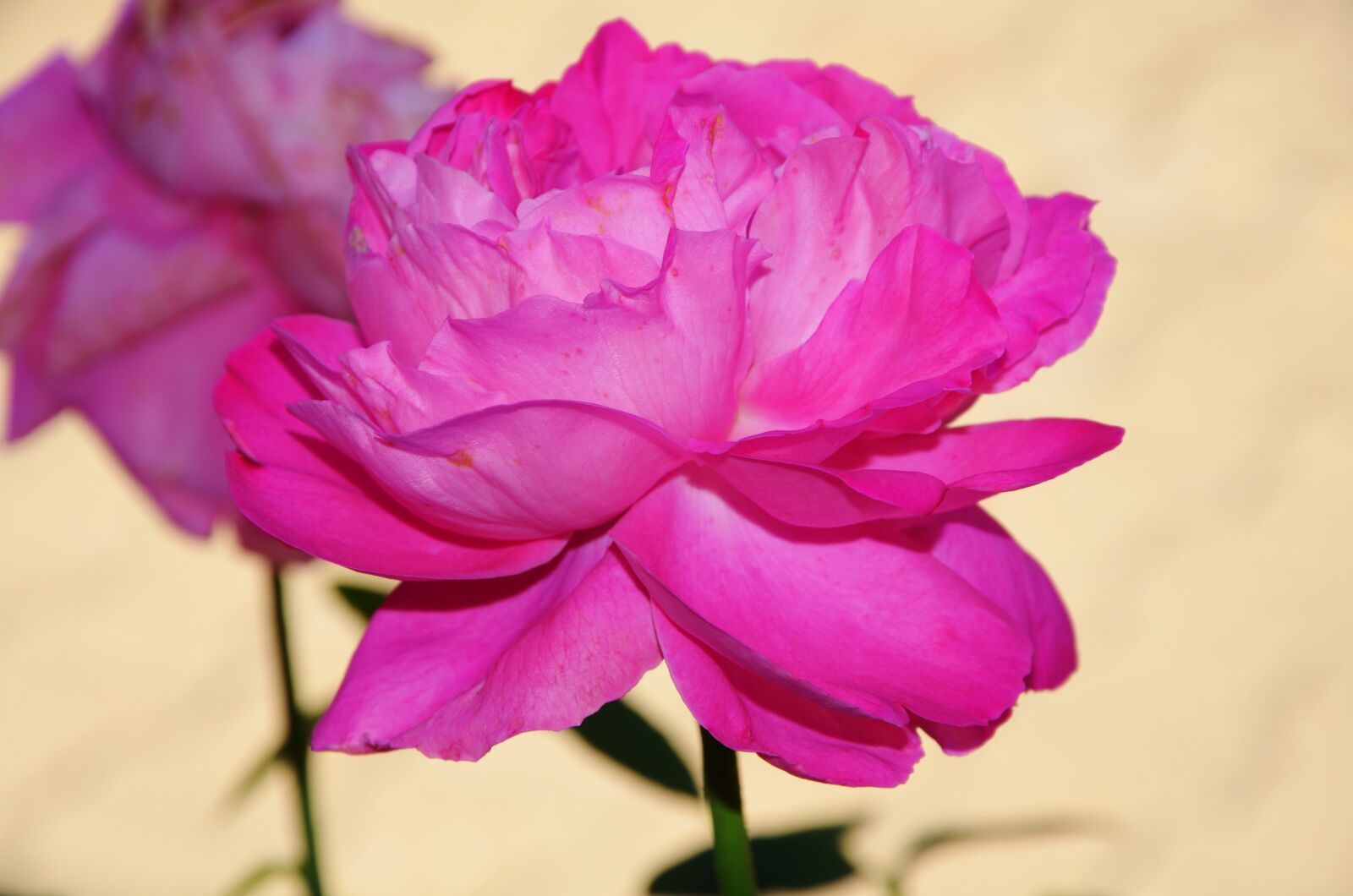 Nikon D7000 sample photo. Pink, rose, flower photography