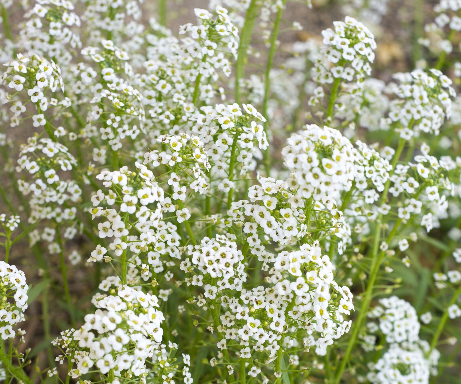 Nikon D600 sample photo. Baby's breath, flowers, white photography