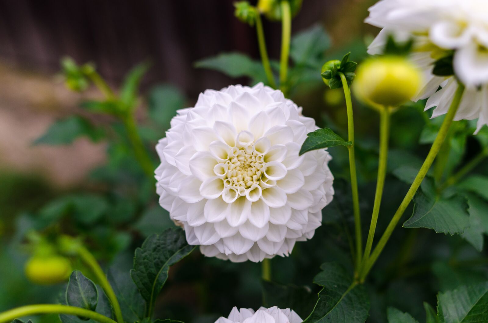 Nikon D5100 sample photo. Dahlia, floral, flower photography