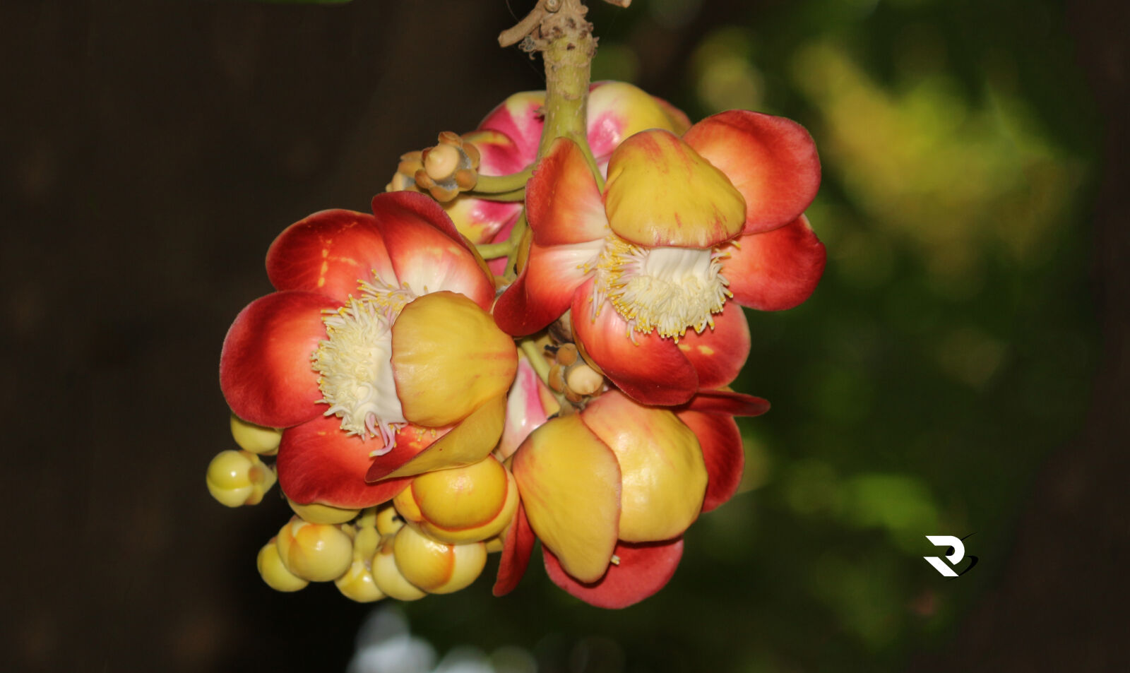 Canon EOS 700D (EOS Rebel T5i / EOS Kiss X7i) sample photo. Adobe, photoshop, beautiful, flowers photography