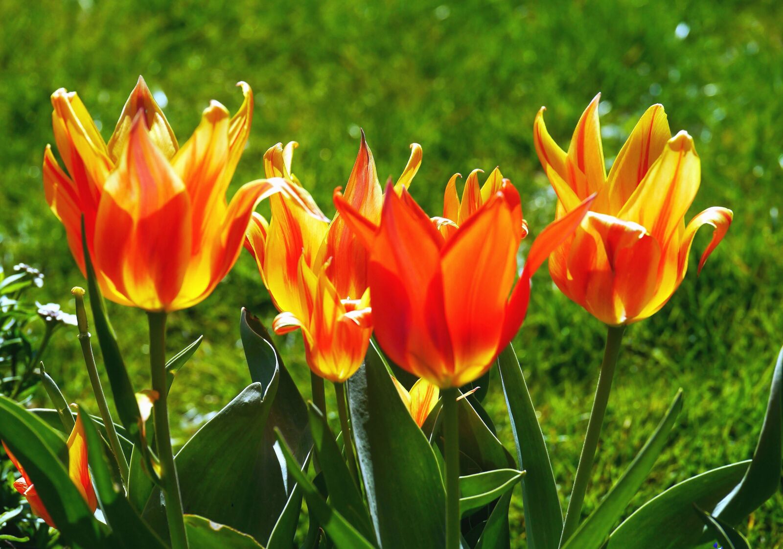 Panasonic Lumix DMC-G3 sample photo. Tulip, flower, plant, garden photography