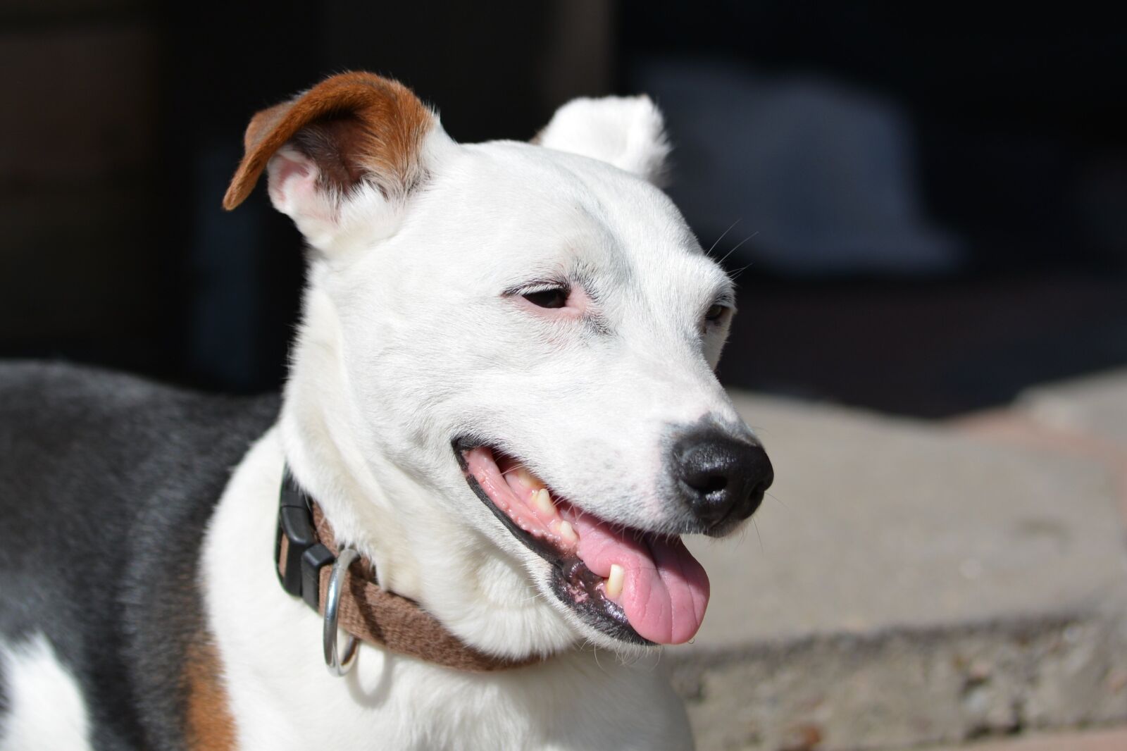 Nikon D5200 sample photo. Dog, jack russell, terrier photography