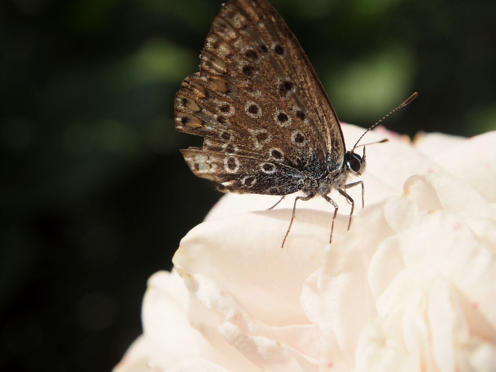 Olympus OM-D E-M10 sample photo. Butterfly, garden, fashion rose photography