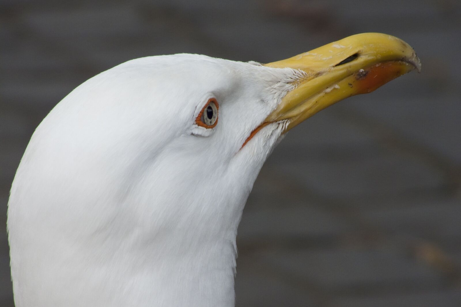 Panasonic DMC-FZ18 sample photo. Nature, gull, seabird photography