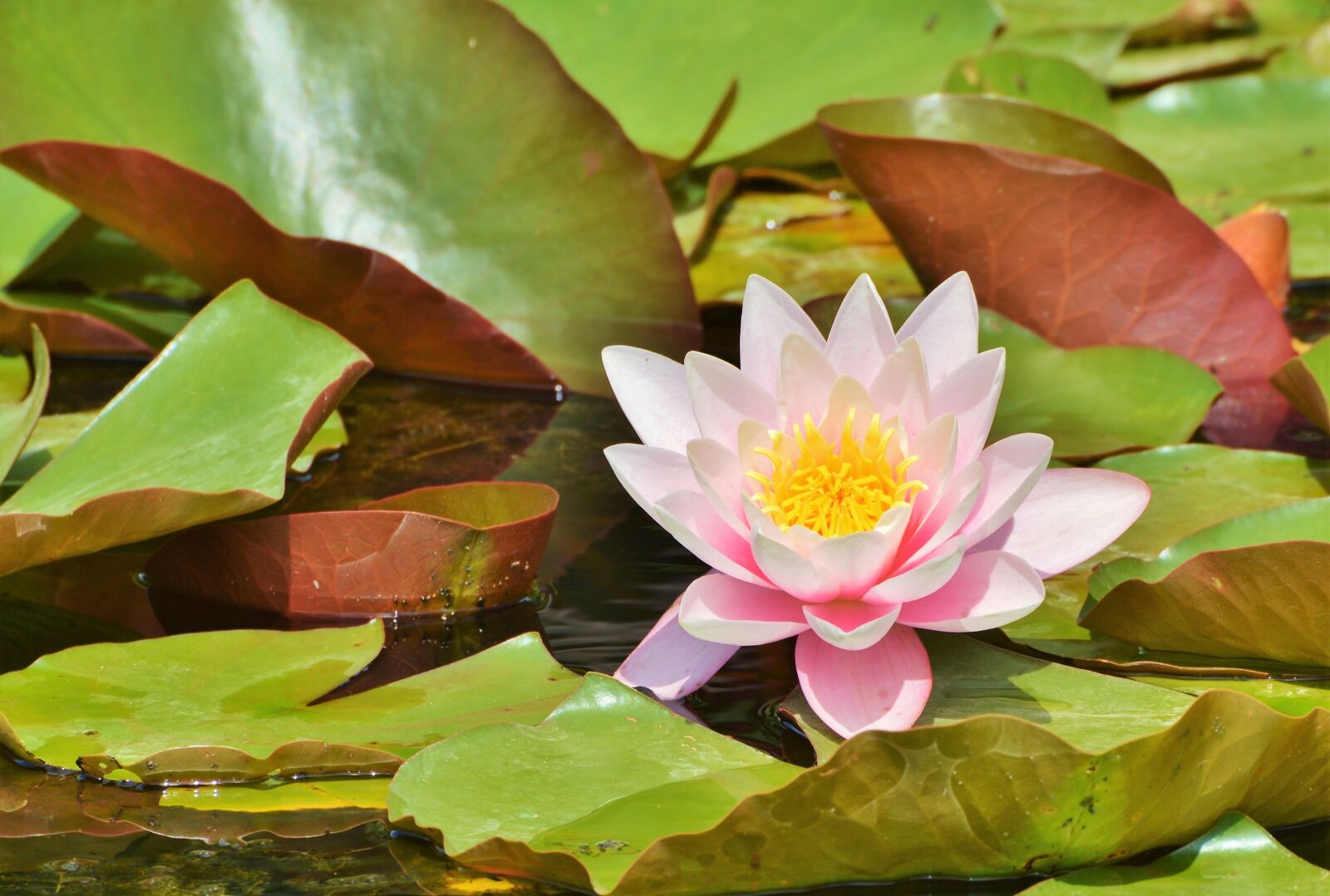 Nikon D3200 sample photo. Water lily, rose, flower photography