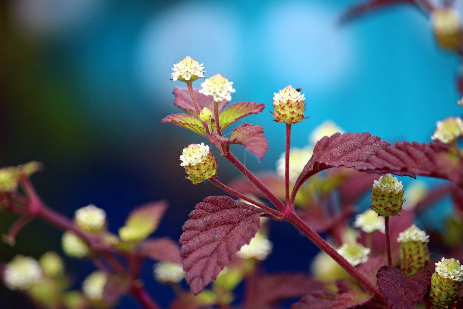 Canon EOS 100D (EOS Rebel SL1 / EOS Kiss X7) sample photo. Plant, sweet cabbage, aztec photography