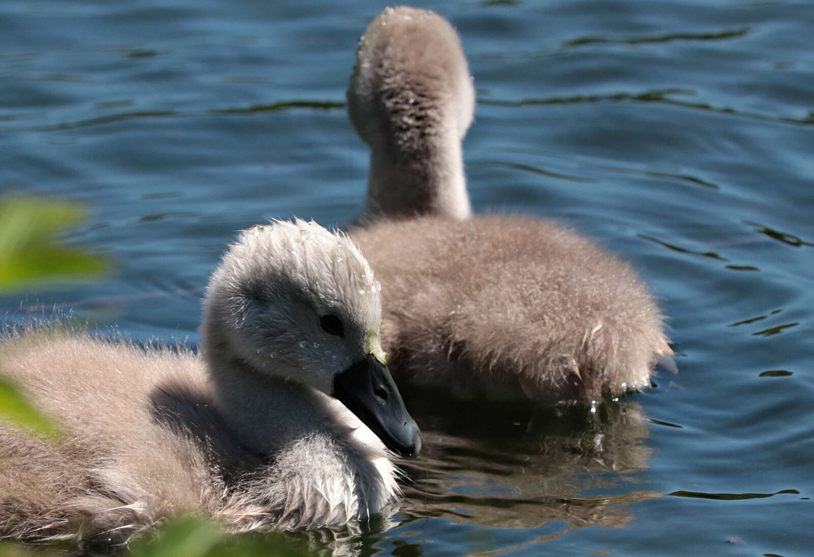 Canon EOS 80D sample photo. Duck, water, young, feathers photography